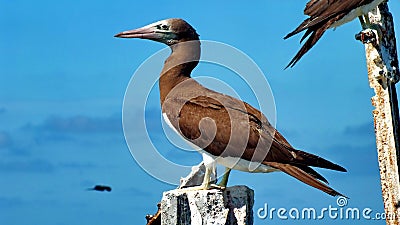 Brown Booby on Isla Isabel Stock Photo